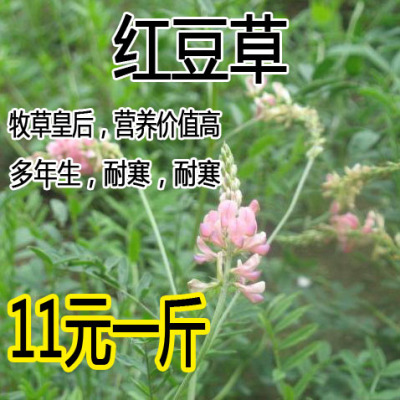 红豆草种子又称牧皇后驴食发