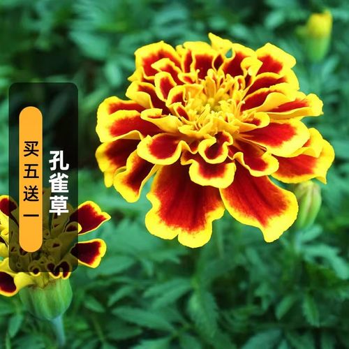 孔雀草种子耐寒四季播种开花