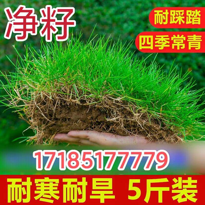 绿化草坪净籽四季常青地毯草马尼拉护坡黑麦草种子耐寒草皮草籽子