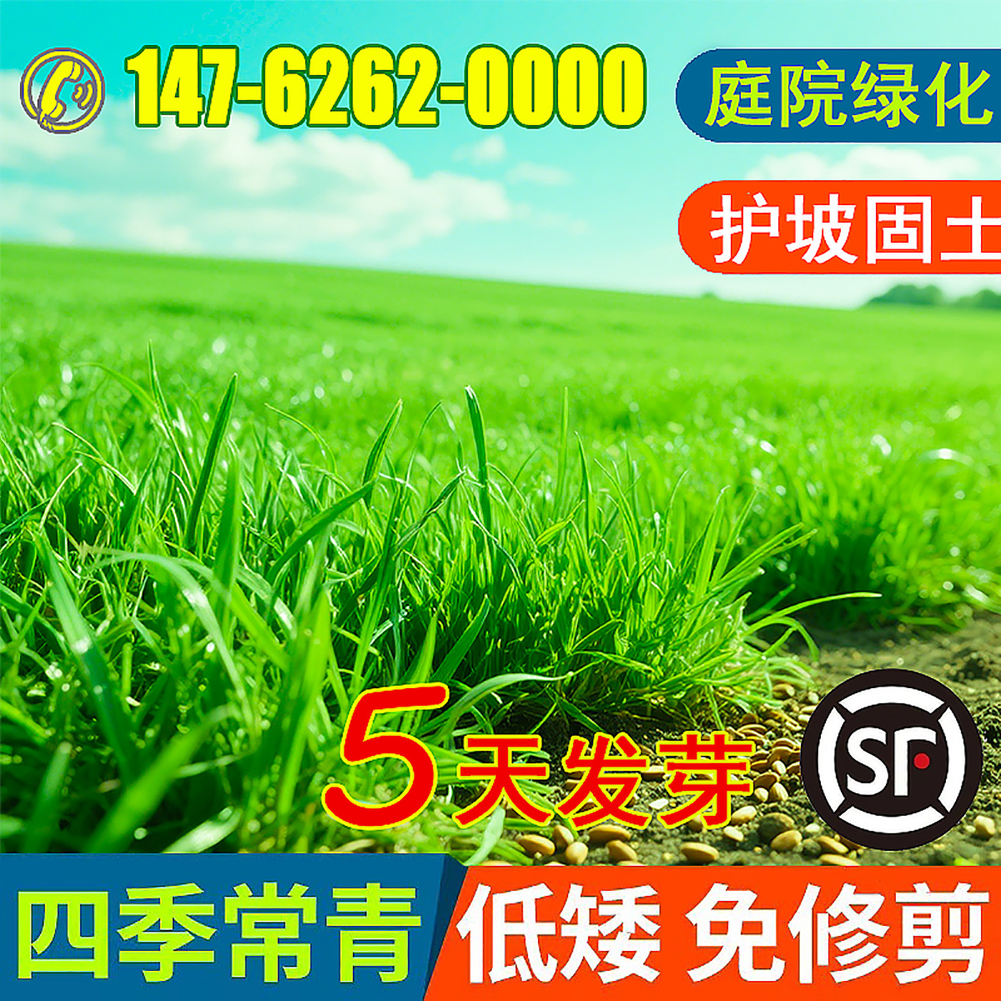 草坪草籽四季常青矮生地毯草耐寒