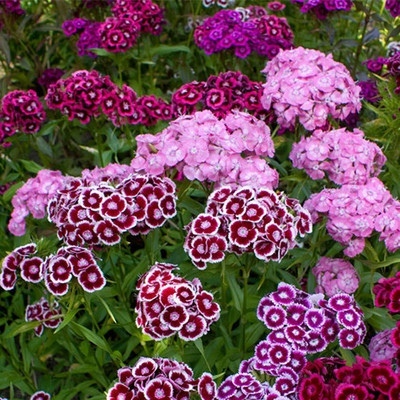 五彩石竹种子初吻欧花籽混色