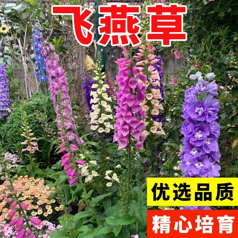 大花飞燕草庭院花种籽子四季播种开花室内混色秋季翠雀花种子花籽