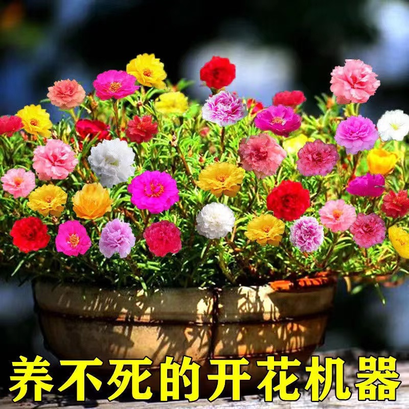 重瓣太阳花种子四季开易活