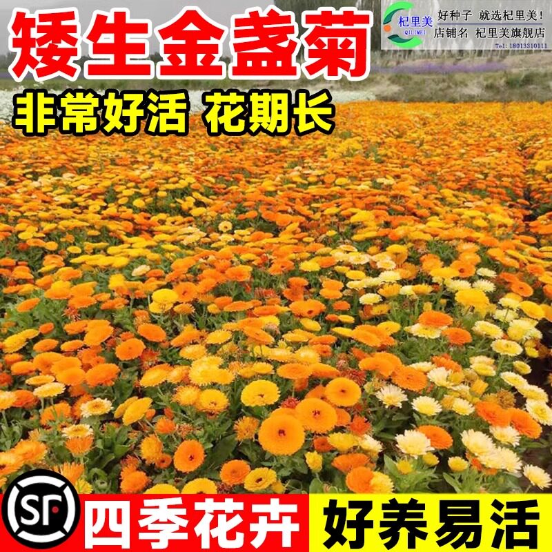 可泡茶喝金盏菊花种子籽醒酒花耐寒室外庭院小区绿化乡村美化好种