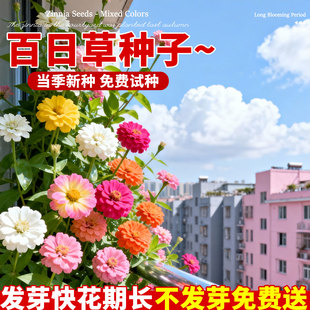 百日草花籽矮杆百日菊四季播种开花易活庭院阳台盆栽混色花种籽子