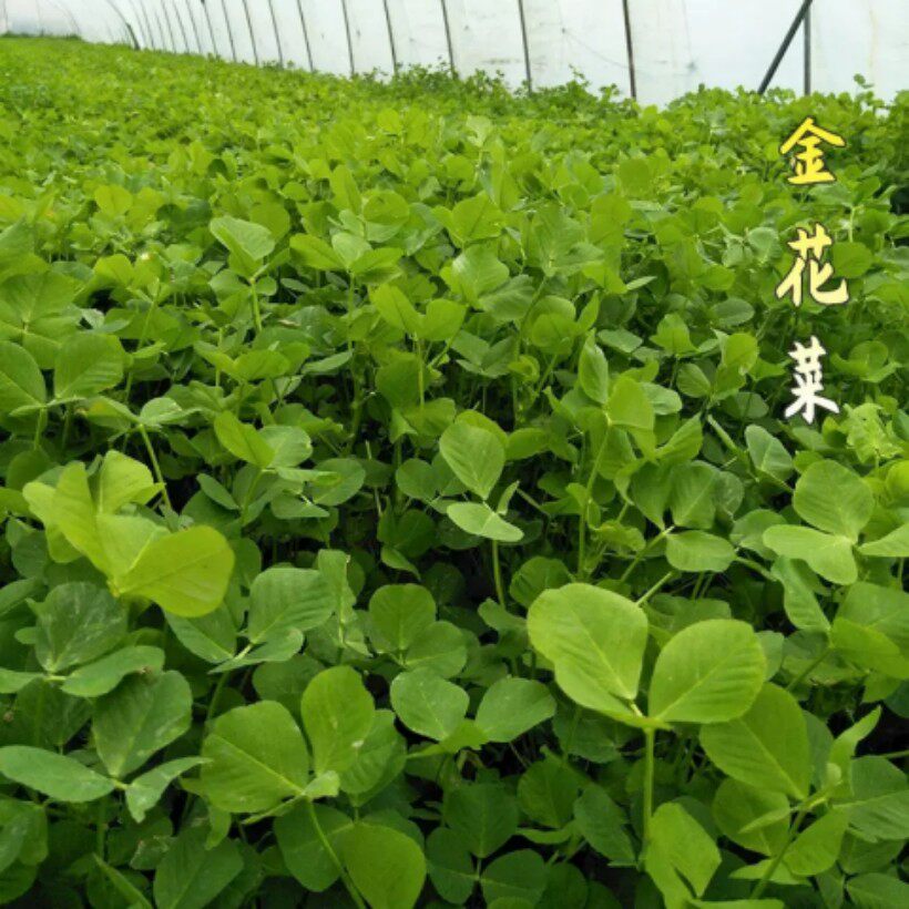 草头种籽金花菜菜籽上海草头种子草头菜种籽金花菜种子金花菜籽