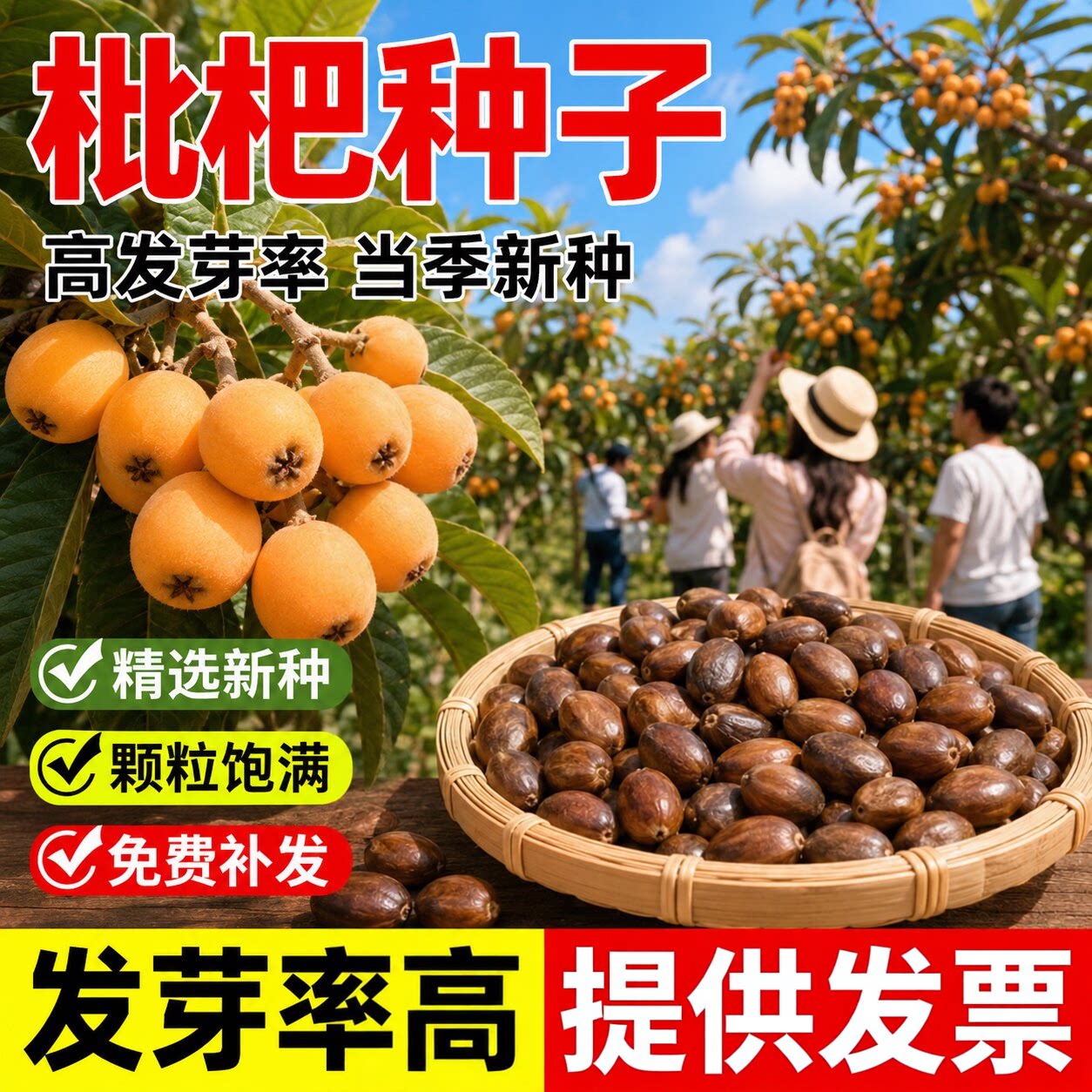 枇杷种子当年新采收新鲜五星果树林木籽庭院阳台种植结果观赏植物