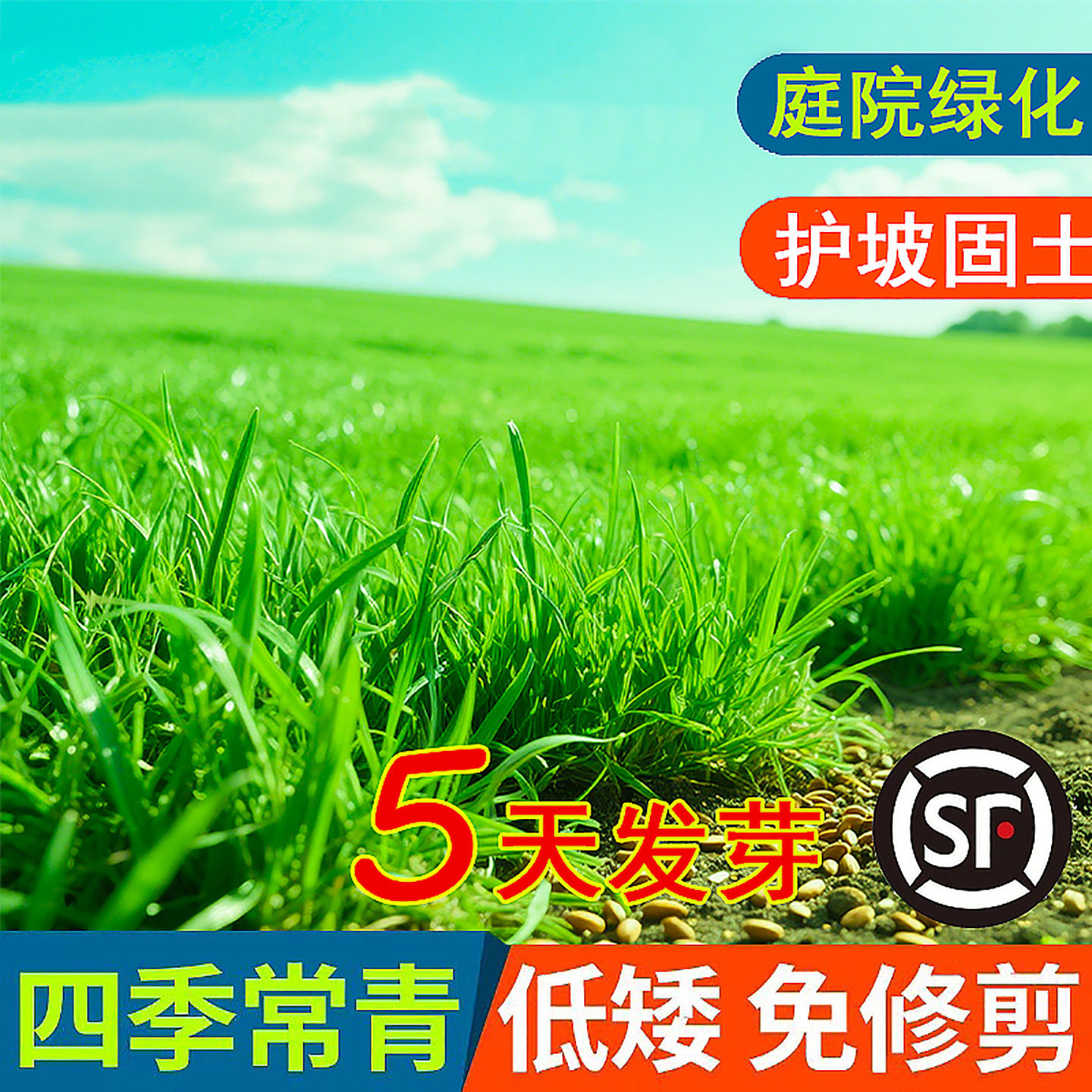 草坪草籽四季常青矮生地毯草耐寒耐旱草皮籽草种绿化黑麦草种子孑