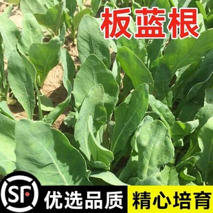 板蓝根种子青菜乌斯曼种子板蓝根苗籽种四季种植清热解毒植物种孑