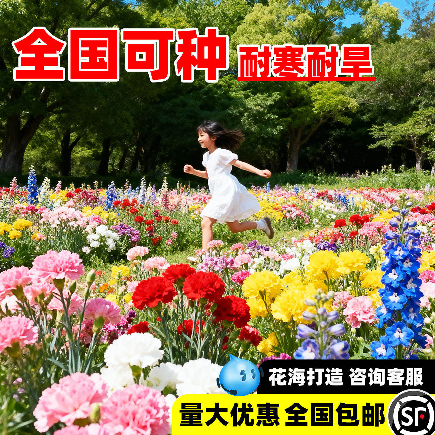 野花组合花籽四季易活格桑花种籽百日草耐寒多年矮生波斯菊花种子