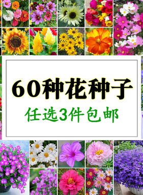 春夏播花种子集合阳台盆
