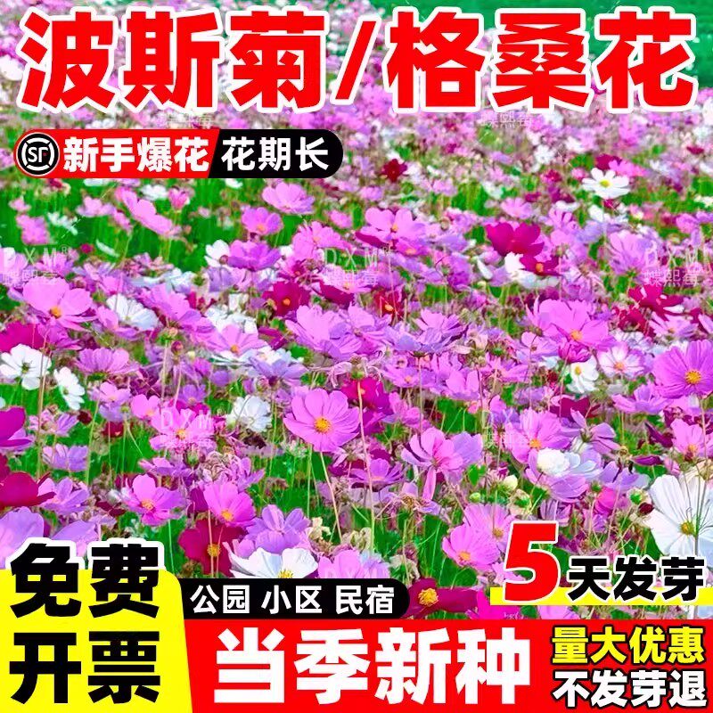 格桑花种籽子波斯菊多季开花图片