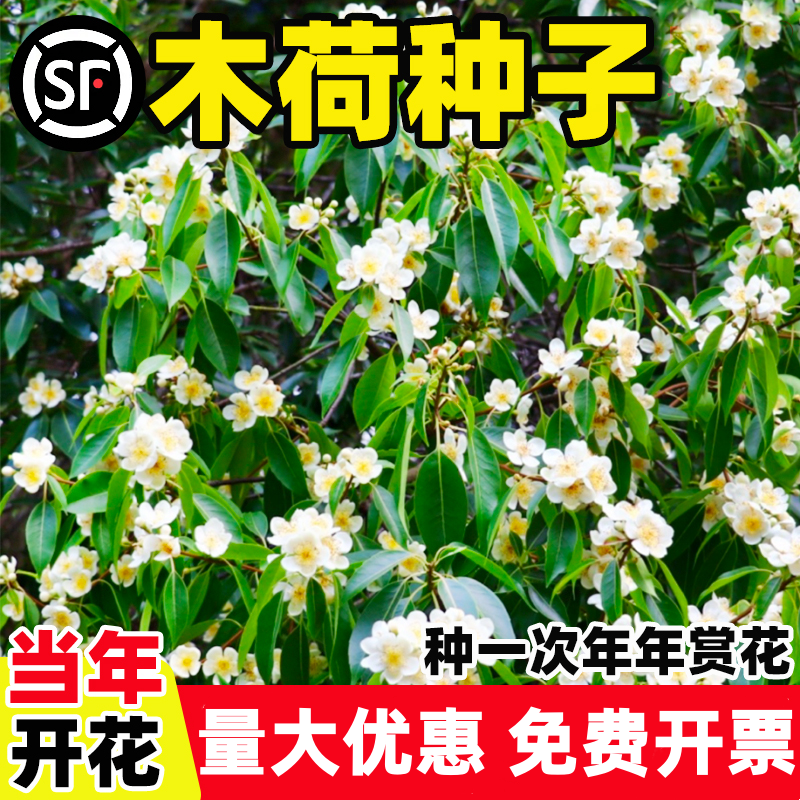 木荷种子种籽林木种子木荷树种荷木荷树种子园林绿化行道树种孑子