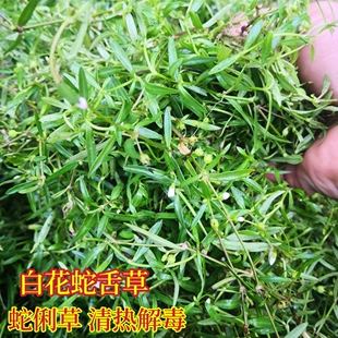 白花蛇舌草种子 半枝莲种子 蛇舌草种子百花蛇舌草 药材种子包邮