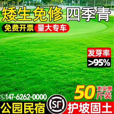 草坪草籽矮生地毯草种籽耐寒耐旱
