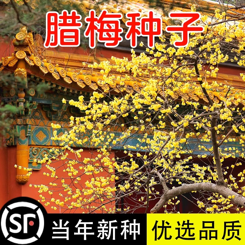腊梅种子籽素黄心腊梅树种子狗牙梅榆叶梅珍珠梅乌梅树红梅花种子