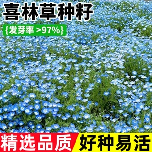 喜林草花种四季种植庭院阳台开花盆栽花苗多年生易活花卉银叶种子