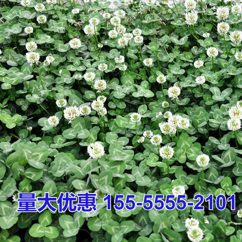白三叶草种子红三叶草种子 车轴草籽四季青草坪牧草种子绿肥包邮