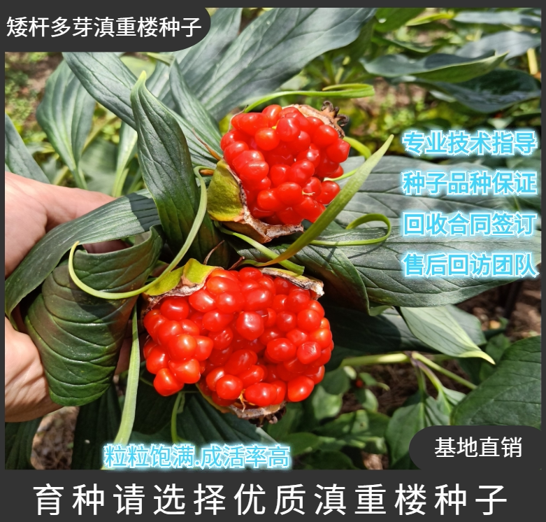 云南矮杆多芽粉质滇重楼种子七叶一枝花种子独角莲种子