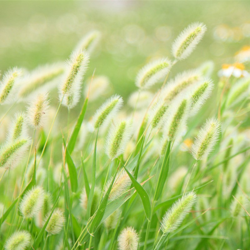 狗尾巴草种子野草种杂草