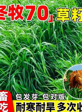 高产冬牧70黑麦草种籽四季常青多年生牧草耐寒草籽养殖禽畜草种子