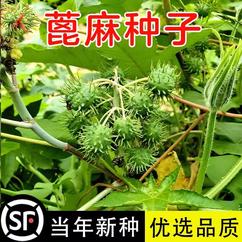 蓖麻子种子饱满大蓖麻子油种子绿宝四季播红绿蓖麻中药材蓖麻种籽