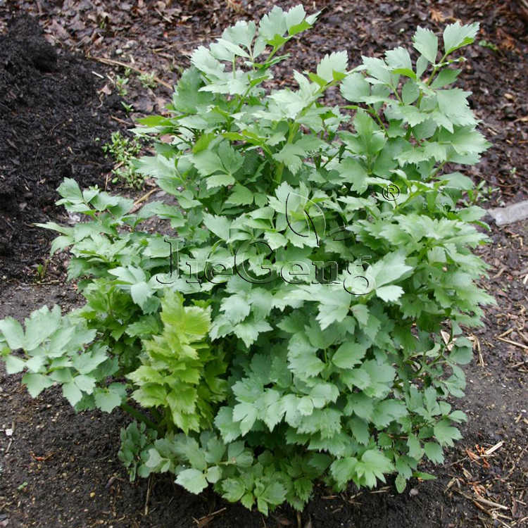 欧当归种子 独活草 具芹菜与茴香香味 香草香料 lovage 蔬菜种子