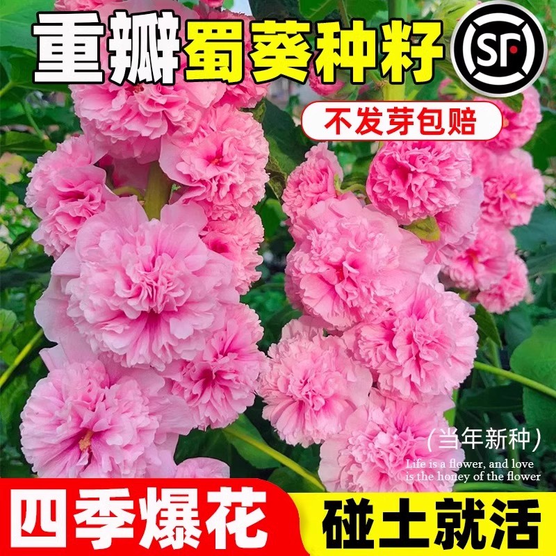 重瓣蜀葵花种子盆栽花苗一丈红易活易种室外阳台春天播种的花种子