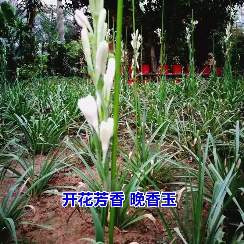 新品 芳香花卉植物晚香玉种根四季宿根耐寒花种庭院室外种植花草