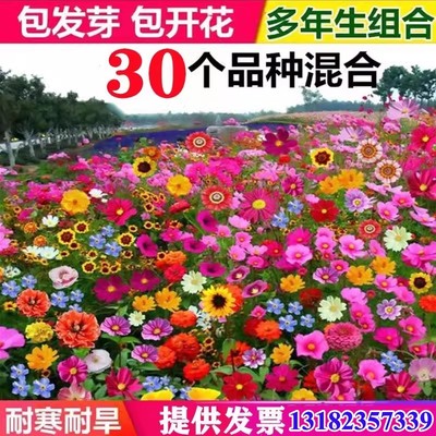 野花组合四季播种开花绿化花种籽