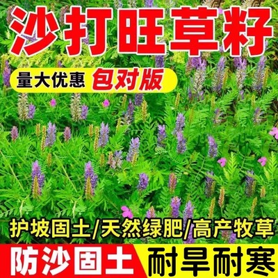 沙打旺种子多年生牧草四季果园绿肥防沙固土护坡耐寒耐旱盐碱草籽