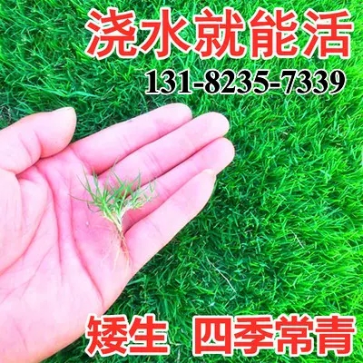 草坪种子四季常青马尼拉护坡固土