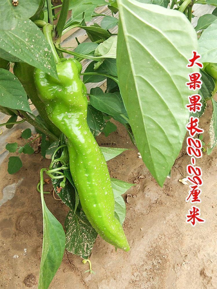 特大牛角椒种子青椒不辣款阳台庭院辣椒种籽微辣高产蔬菜种子四季