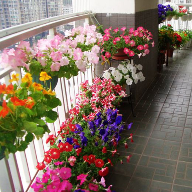 花种子孑四季易活开满天星