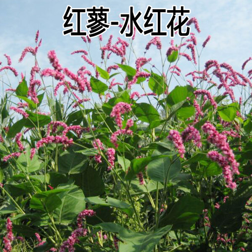 水红花种子 蓼实子药材种子 四季播种 当季新籽 水荭草子红蓼种子 - 封面