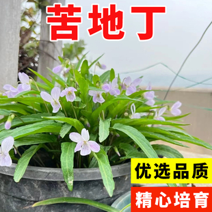 苦地丁种子耐寒地丁花紫堇地丁草二年生草本植物苦丁中草药材种籽