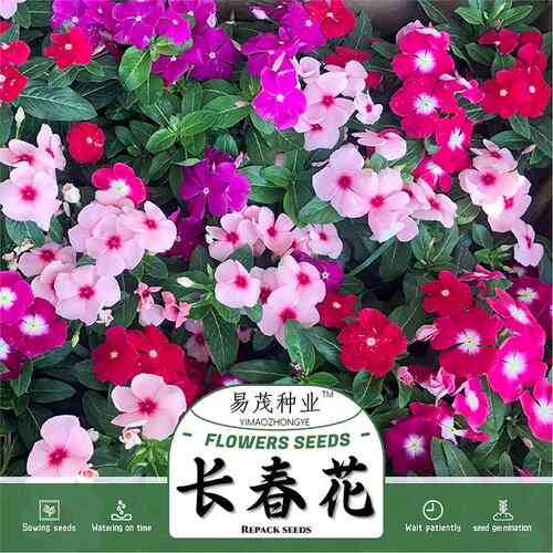 长春花种子日天开籽易活四季