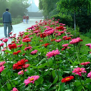 室外绿化花种百日草花籽一年四季 都开花庭院公园路边花草种籽夏季