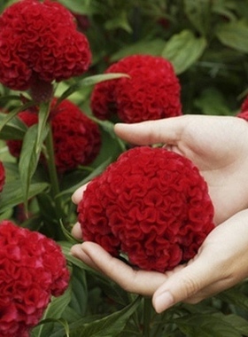 鸡冠花种子花种籽四季易活庭院盆栽野花组合种子凤尾鸡冠花草种子