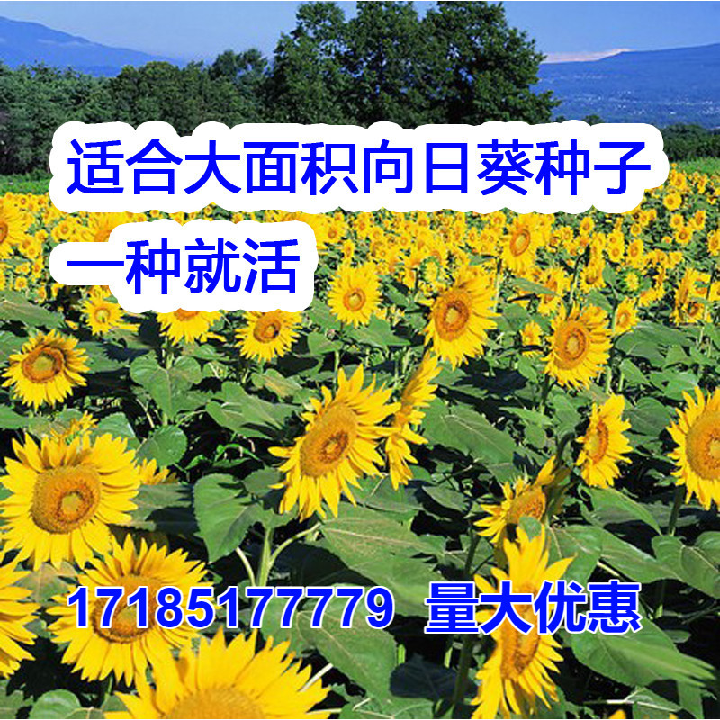 观赏矮向日葵种子彩色葵花种子景观园林庭院四季播易种植物花卉籽