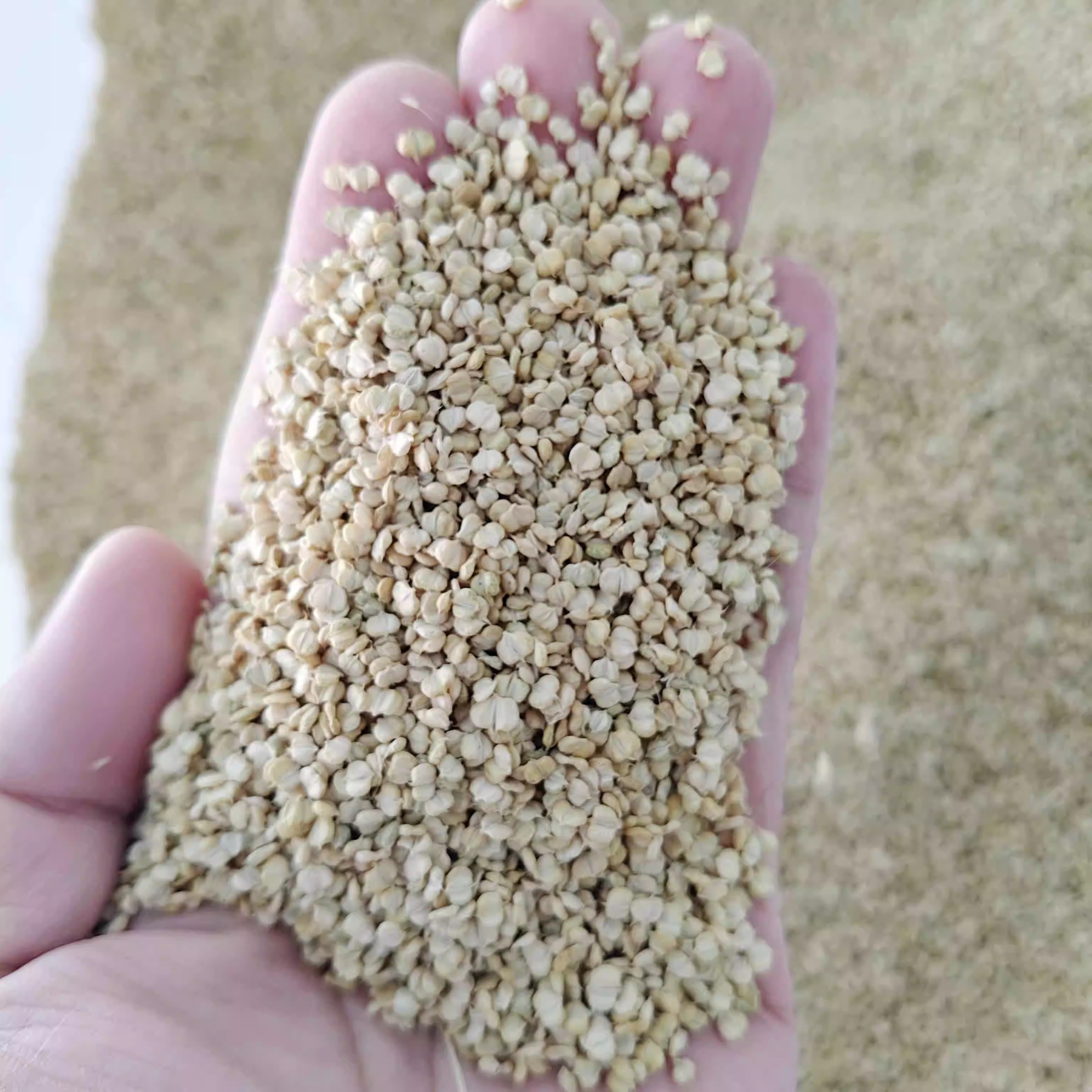 棒棒草耐湿棒头草鱼虾蟹养殖水草