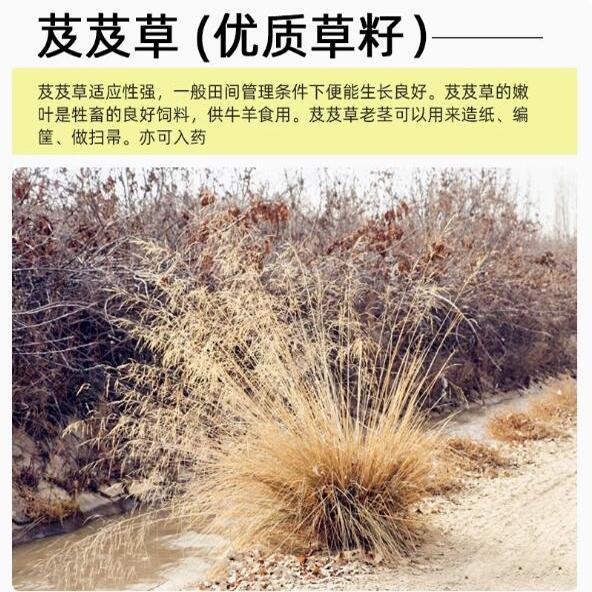 繁千碱茅草种子抗风沙耐旱耐盐