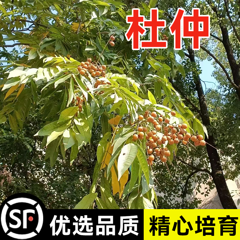 精选杜仲种子杜仲树种子新采杜仲种籽中药材杜仲丝棉皮胶树多年生