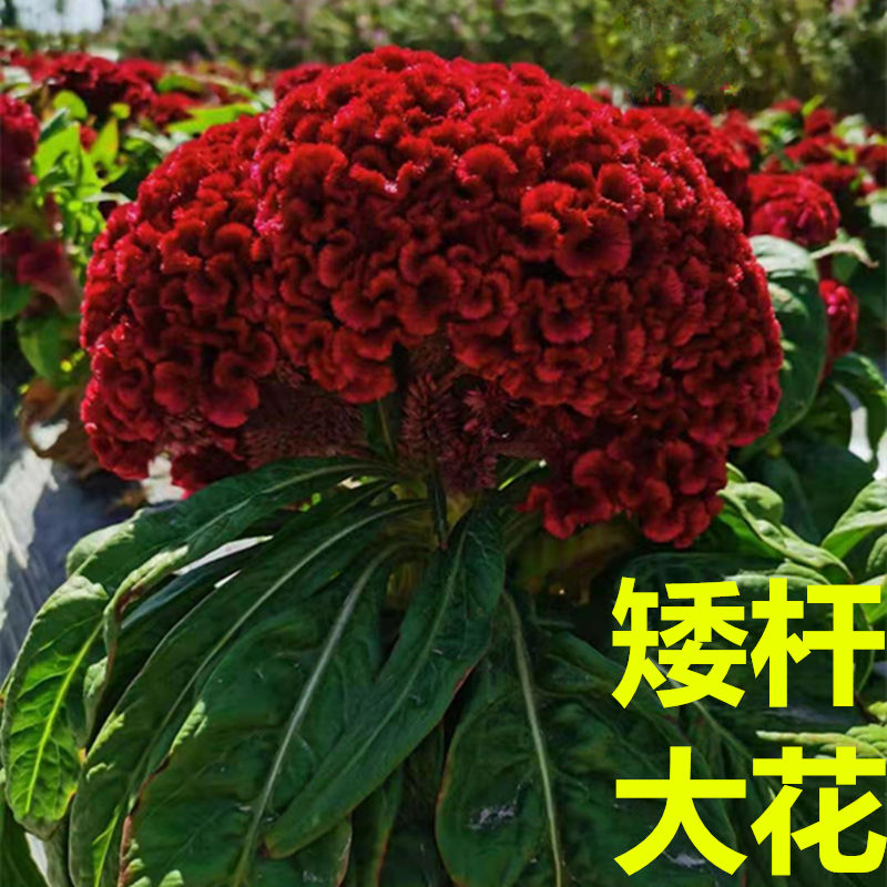 红花鸡冠花种子春季耐热易活阳台盆栽室外庭院花卉凤尾鸡冠花花籽