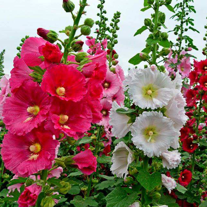 蜀葵花种子一丈红重瓣蜀葵种子室外庭院多年生四季易活大麦熟种子