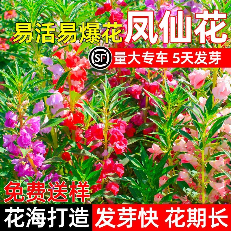凤仙花种子四季播种开花指甲花盆栽易活花籽重瓣茶花凤仙花卉种子