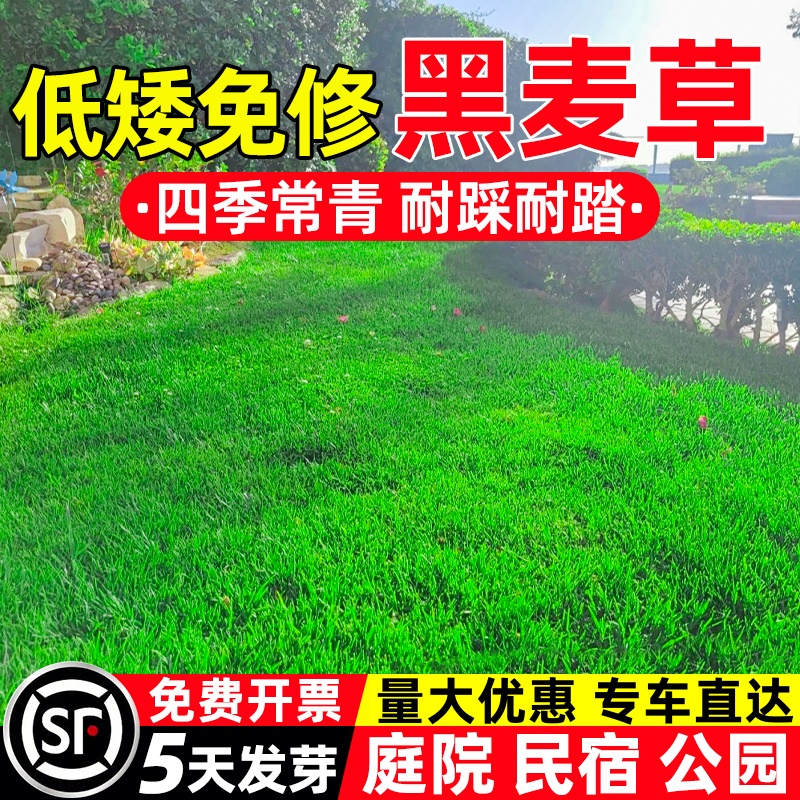 蓝标黑麦草草籽多年生低矮免修四季常青庭院别墅公园绿化草坪种子