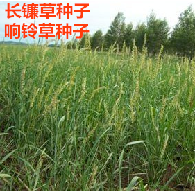 长镰草种子响铃墓地坪坟