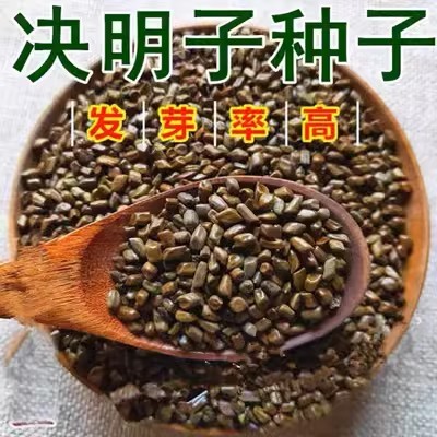 精选决明子种中药材植籽苗