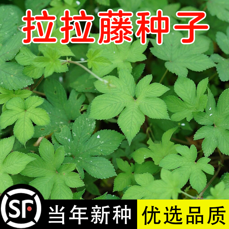 野生葎草花种子拉拉秧藤五爪龙草药材抗旱喜肥粗阳台爬藤粗放管理-封面